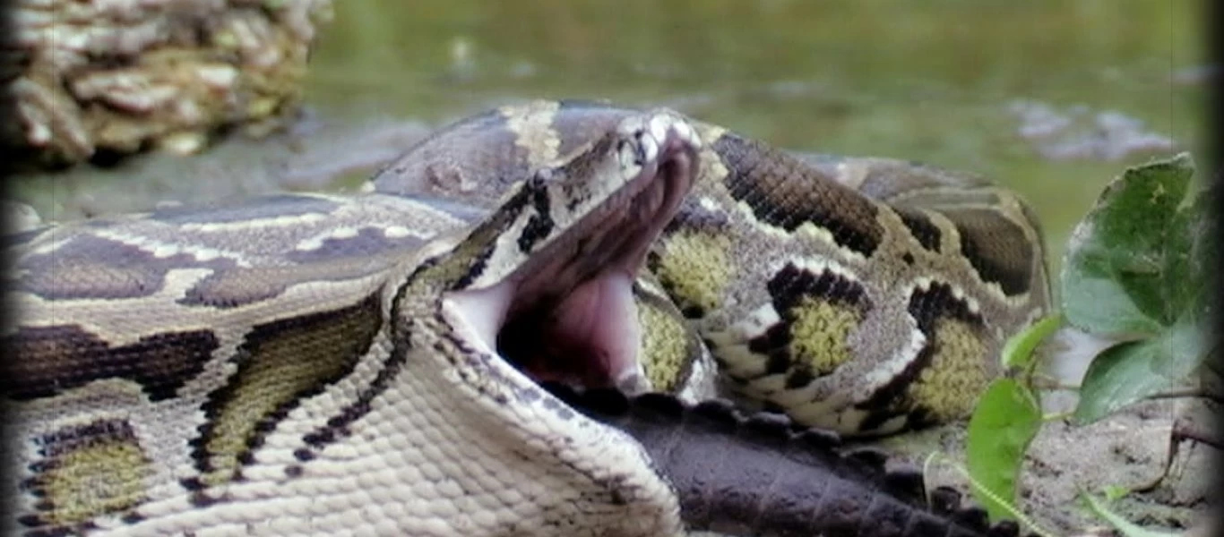 «Λαίμαργος» πύθωνας προσπάθησε να κατασπαράξει γάτα - Τη συνέτριψε (βίντεο)